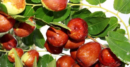 شاخص گلیسمی عناب
